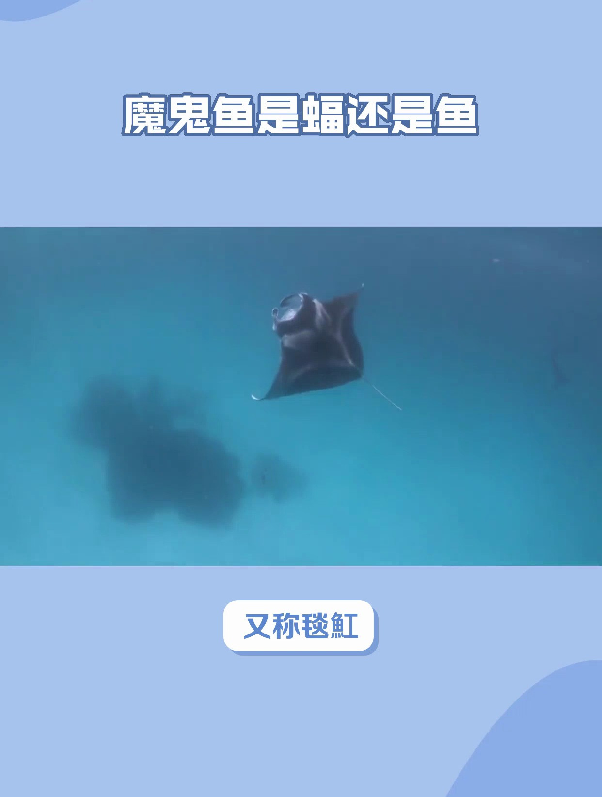魔鬼鱼是蝠鲼还是鳐鱼?