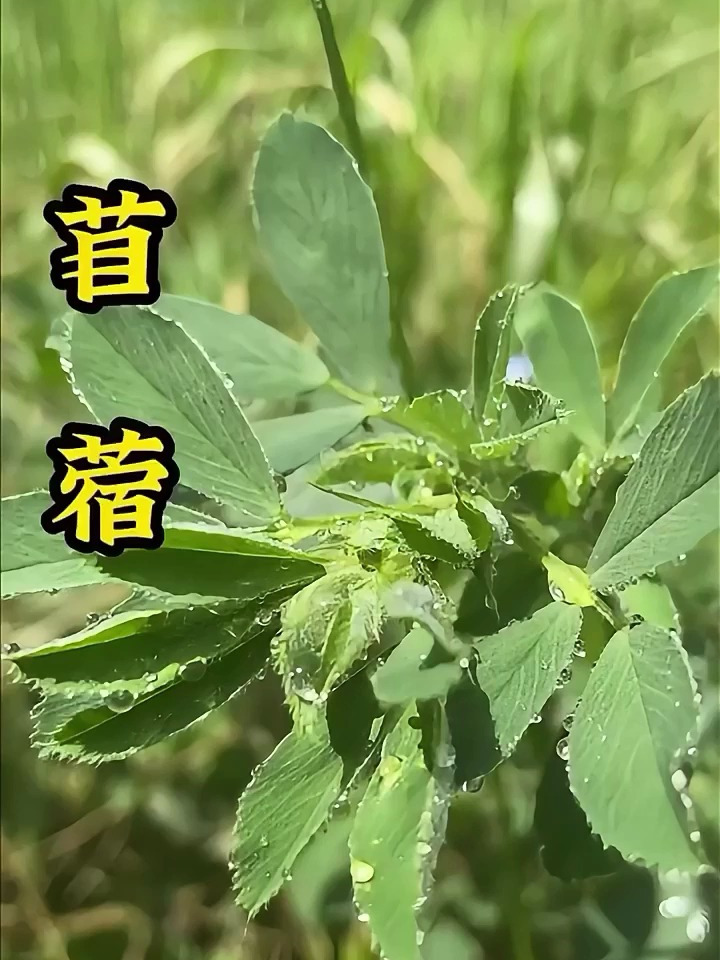 你认识这种草中之宝吗?它可是农村餐桌上常见的野菜苜蓿!