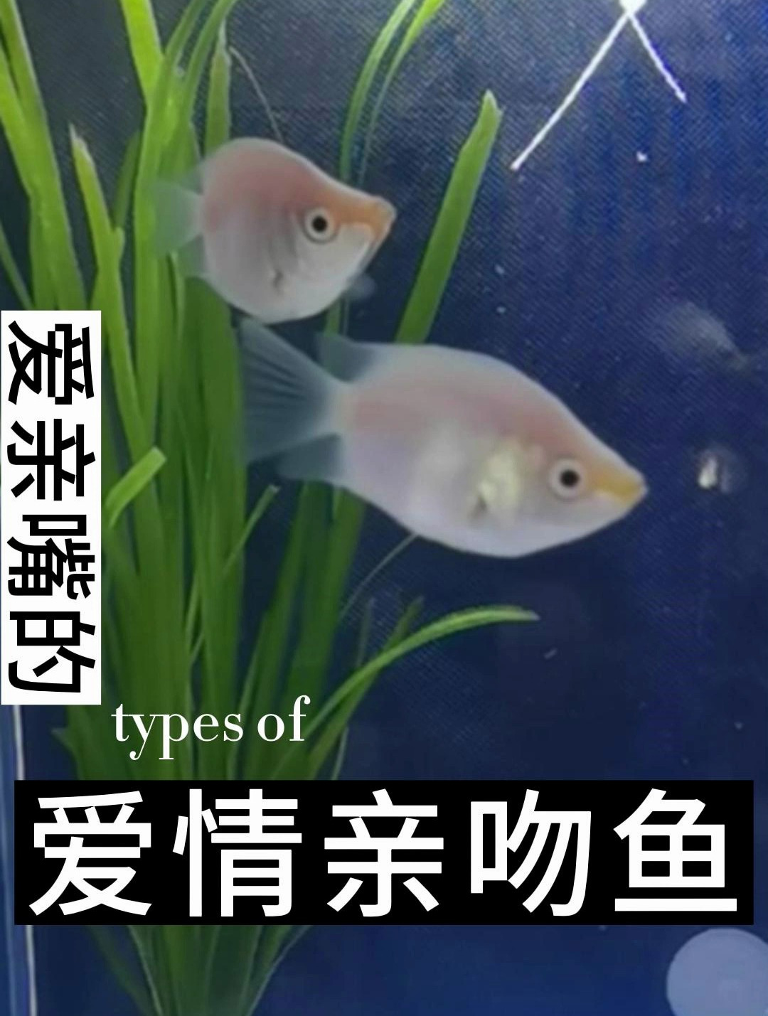 接吻鱼的胆子比较偏小,同类之间打架打得很凶猛