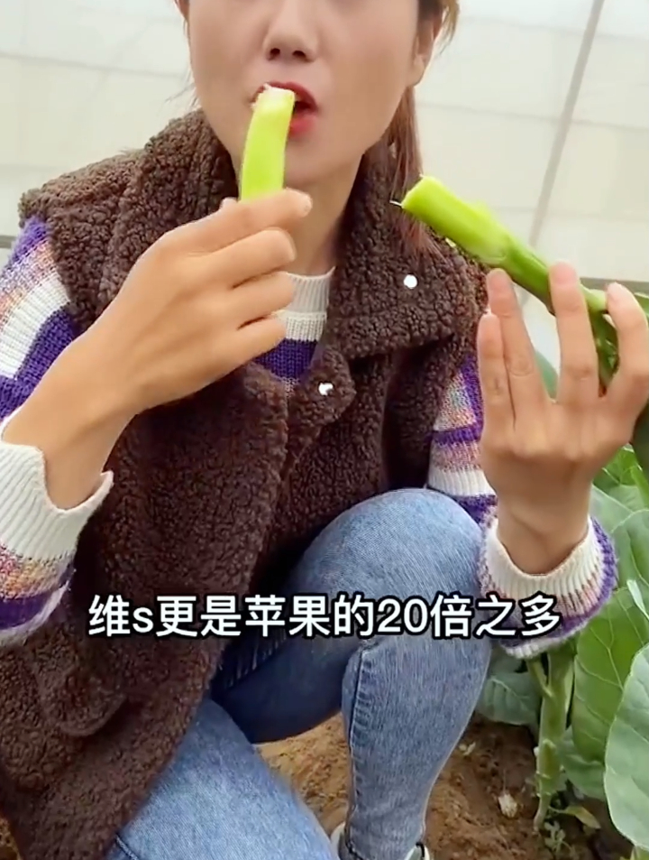 芥蓝如何越冬管理?老菜农教你5个绝招,种出的芥蓝杆粗产量高!