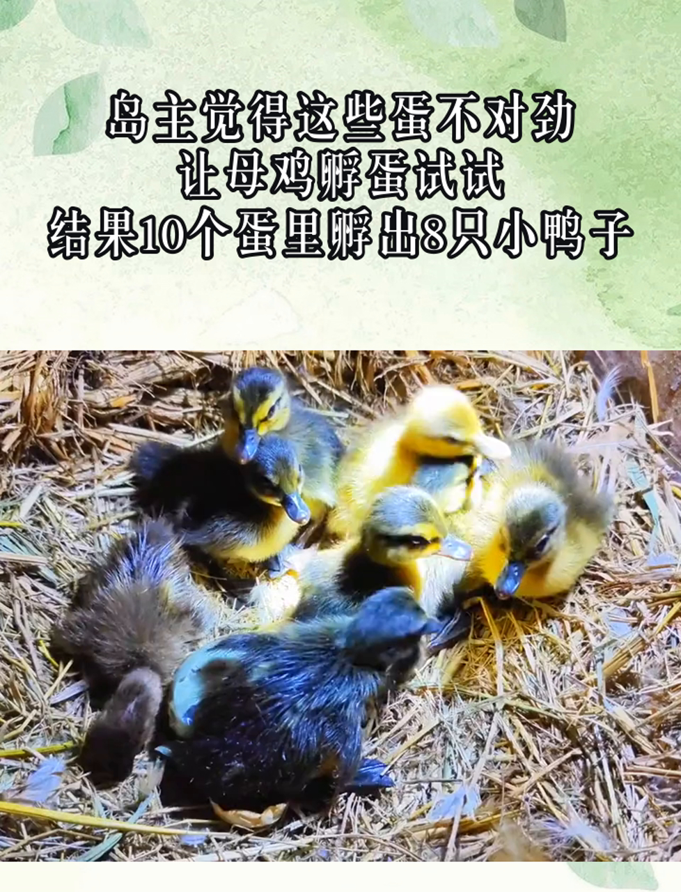 岛主觉得这些蛋不对劲,让母鸡孵蛋试试,结果10个蛋里孵出8只小鸭子