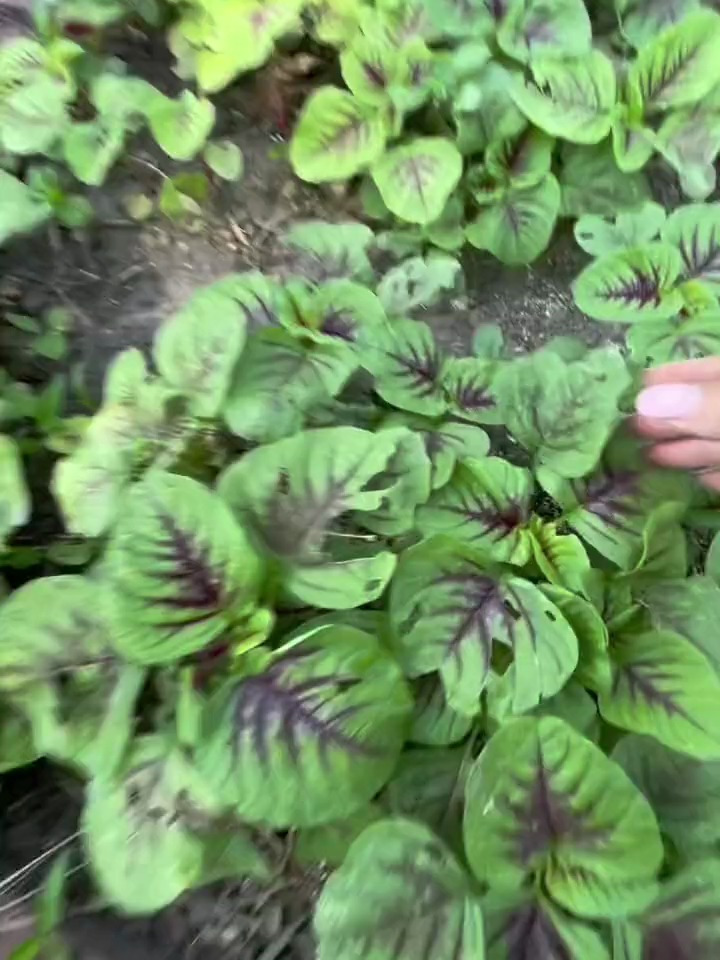 用了4年前自留的苋菜种子种出来的红苋菜,真是太意外了!