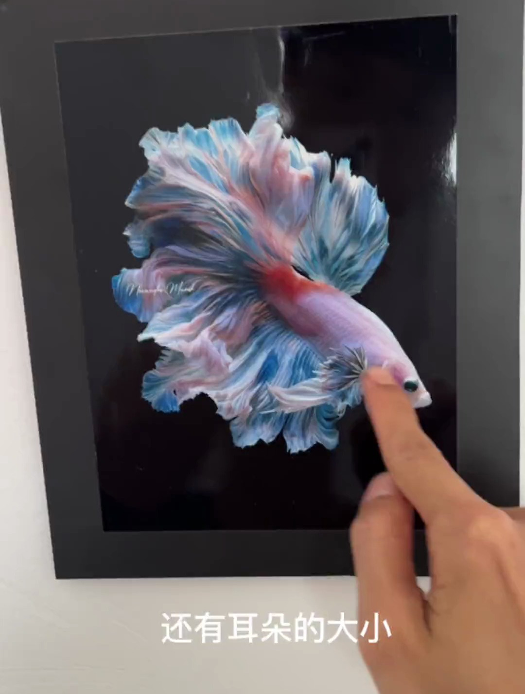 泰国斗鱼的品种细分,这个尾巴真是婚纱设计的灵感来源