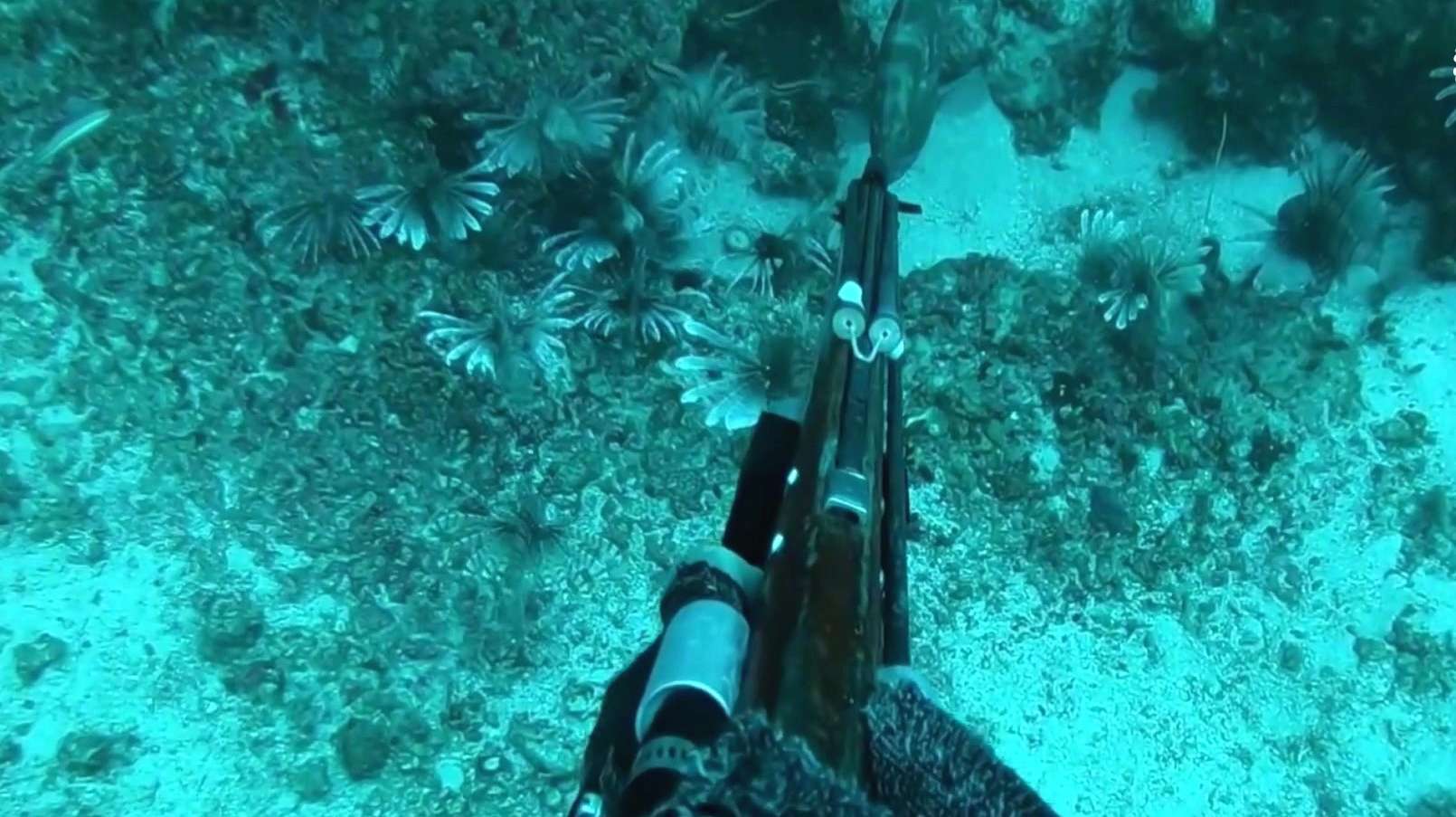 海下高清实拍,海中鱼枪射鱼,太爽了,深海恐惧症勿入