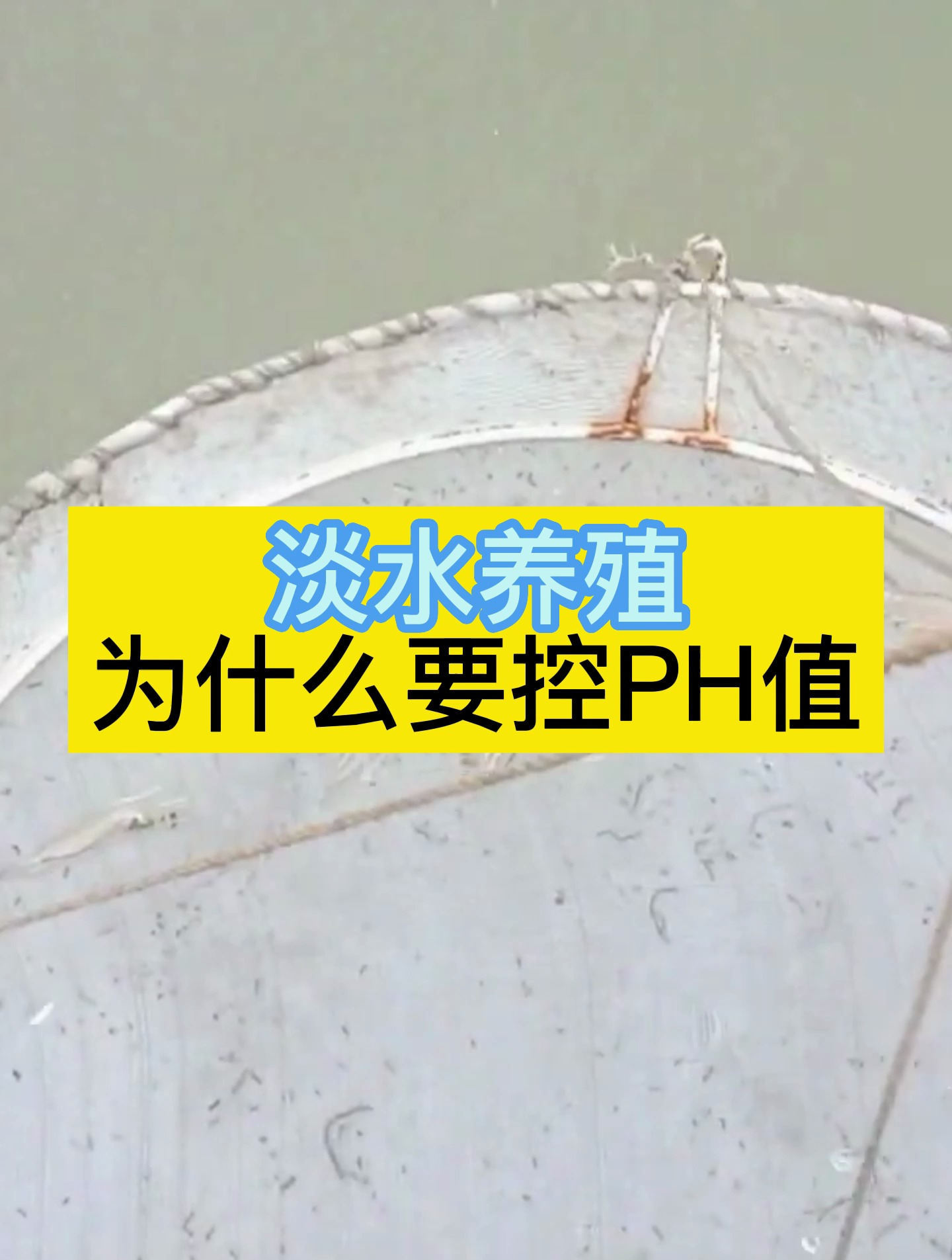 牛!养殖户在湖南淡水养虾获得成功!他透露一个淡水养虾的关键!