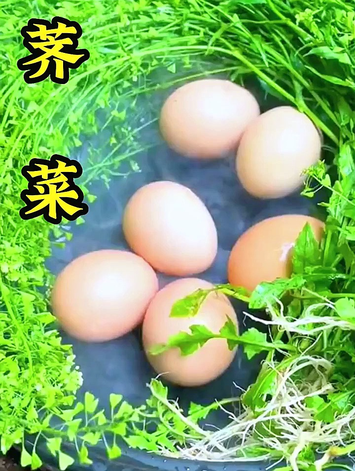 荠菜原来这么好,以前都没注意