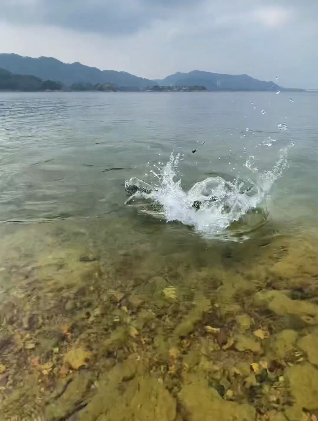 千岛湖冬守大鱼 钓大物 湖库野钓 库钓达人 西部风一包钓
