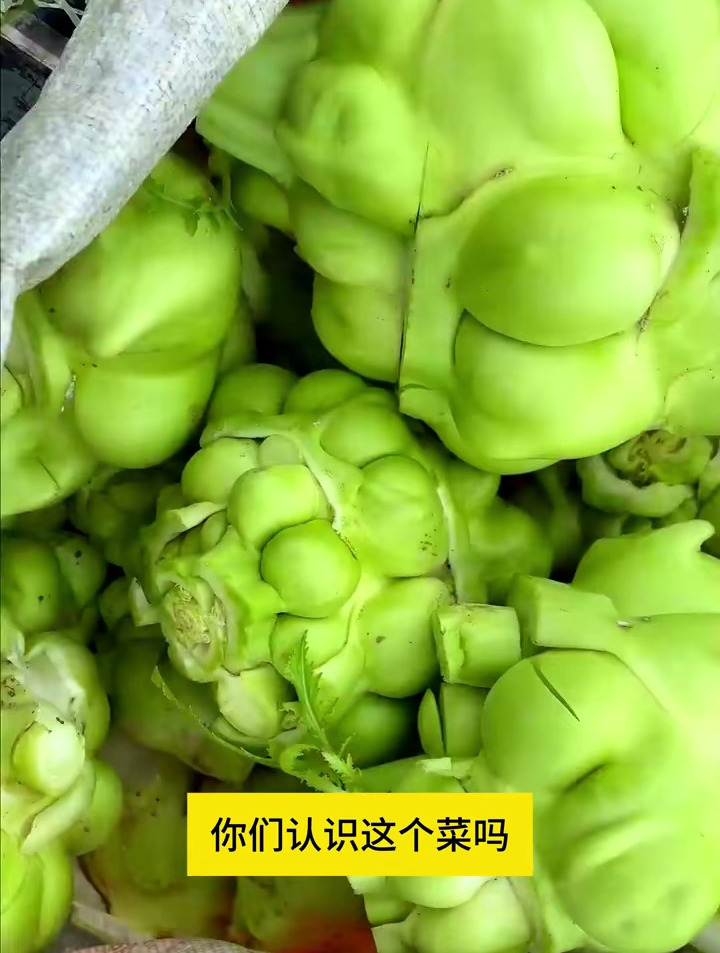 涪陵榨菜大家都吃过,怎么做好好处,现在就是种植榨菜的时候了