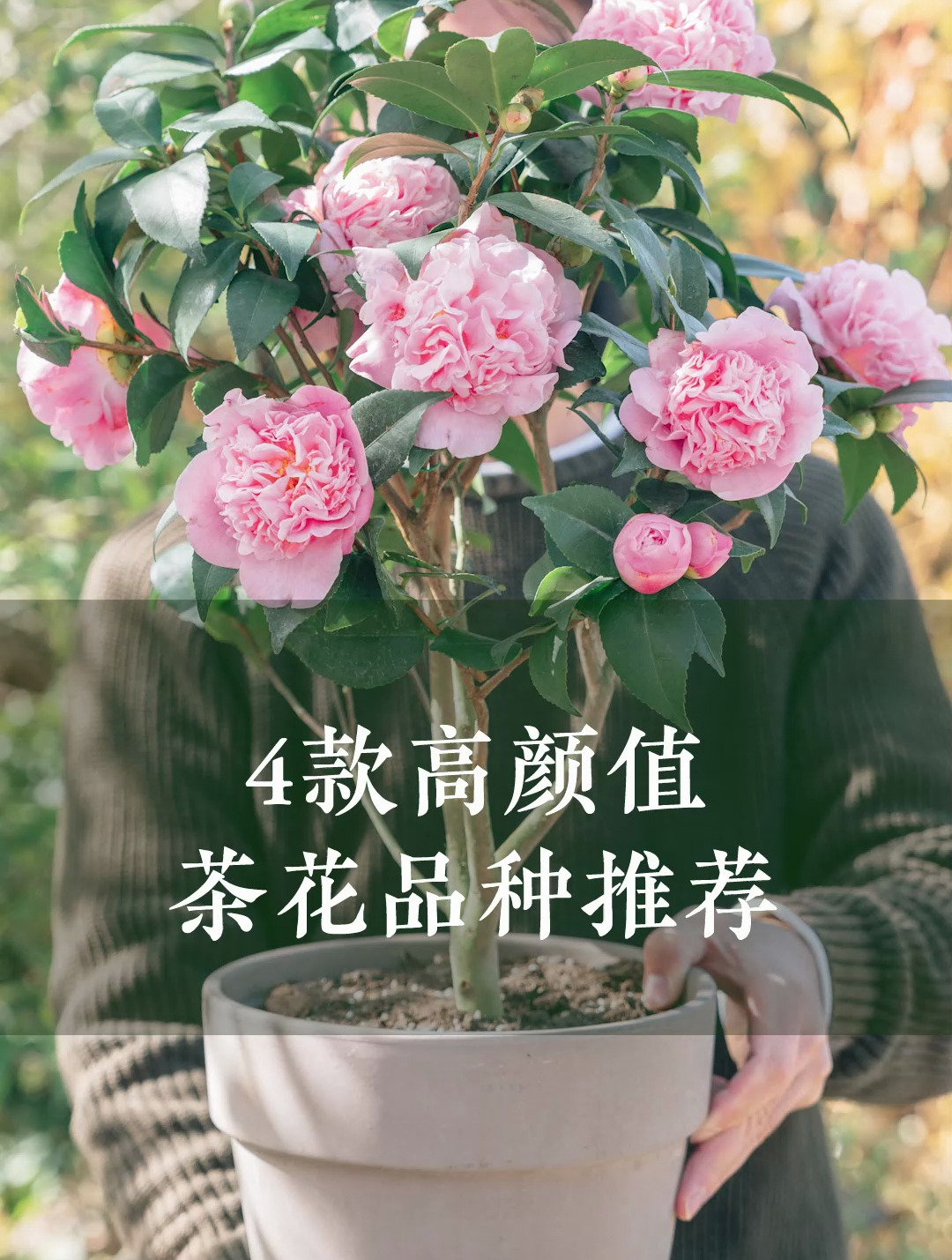 4款高颜值茶花品种推荐