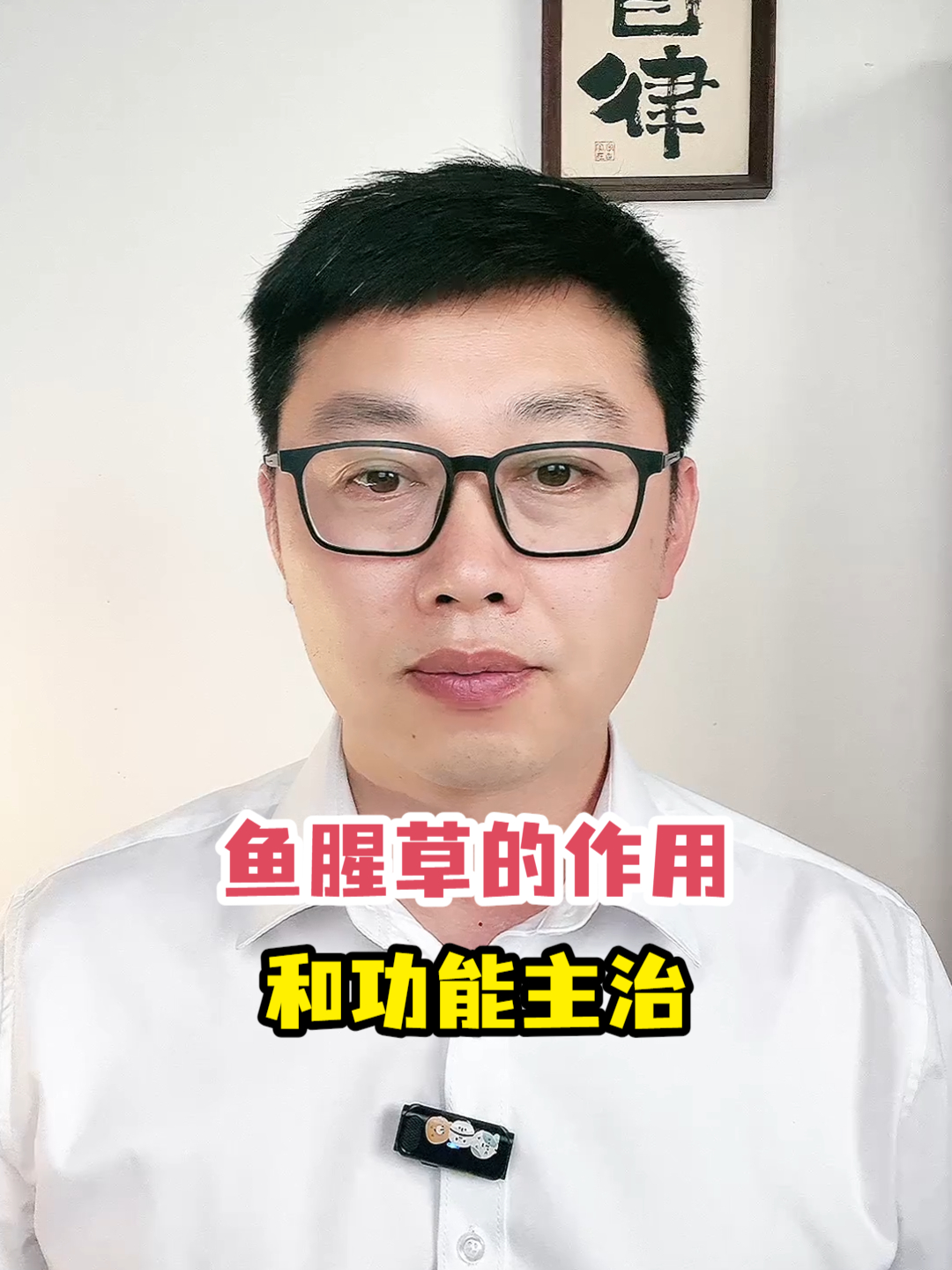 鱼腥草的作用和功能主治