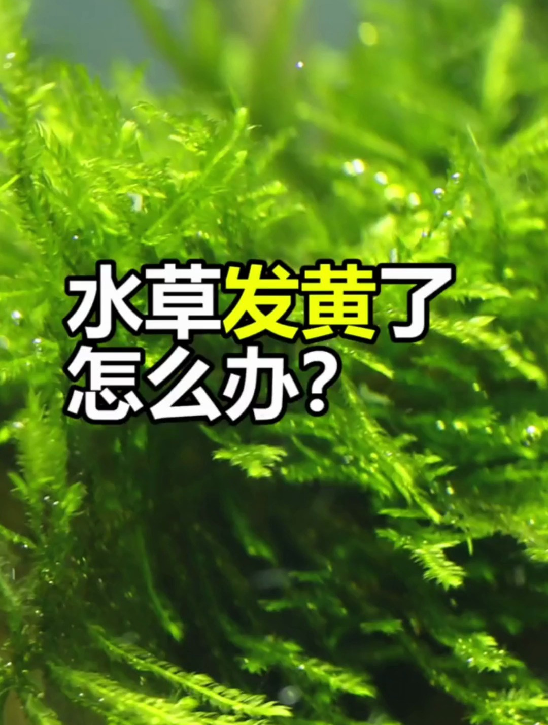 水草发黄了怎么办?水草发黄一般有几种情况,它们的解决方案来啦
