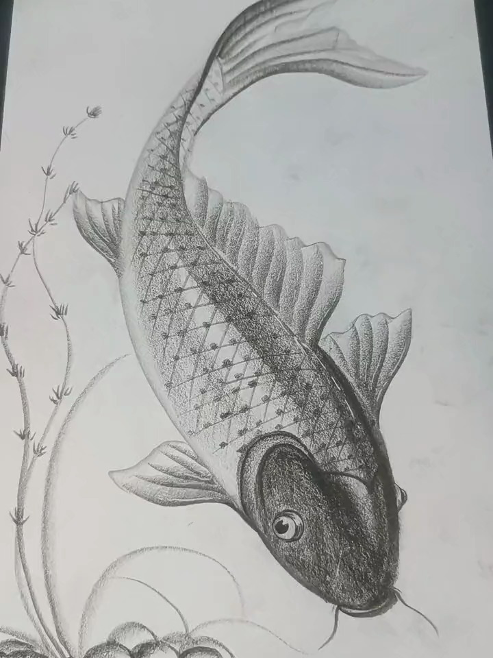 画锦鲤鱼,炭笔风景画