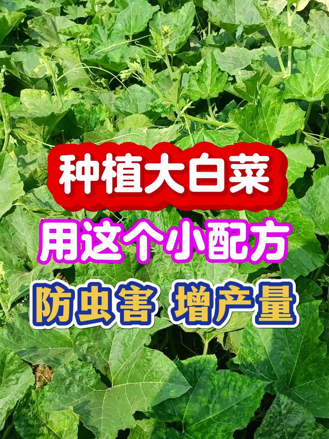 种植大白菜、小白菜用这个小配方,防虫害 增产量无病害