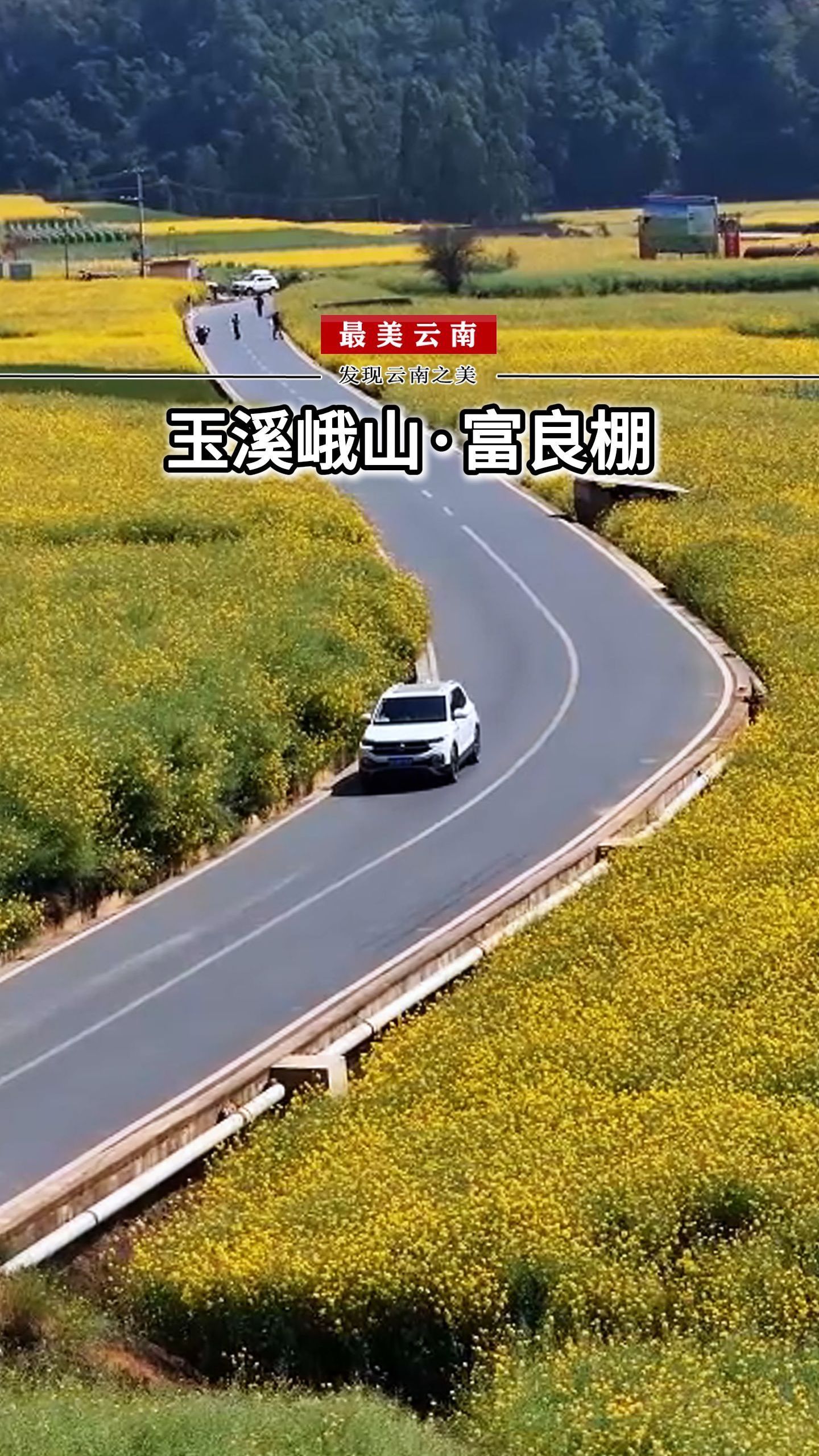 云南油菜花最早盛开的地方,峨山富良棚。再不来就等喝菜籽油了!