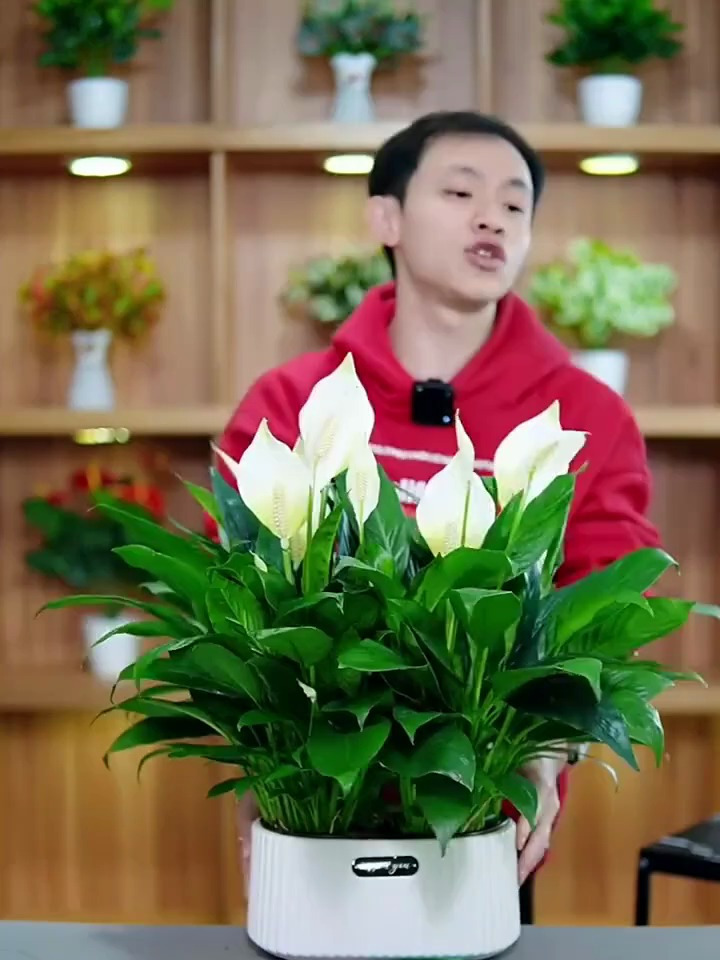 白掌一帆风顺,简单美丽。让我感受到了生活中的小美好-直播中