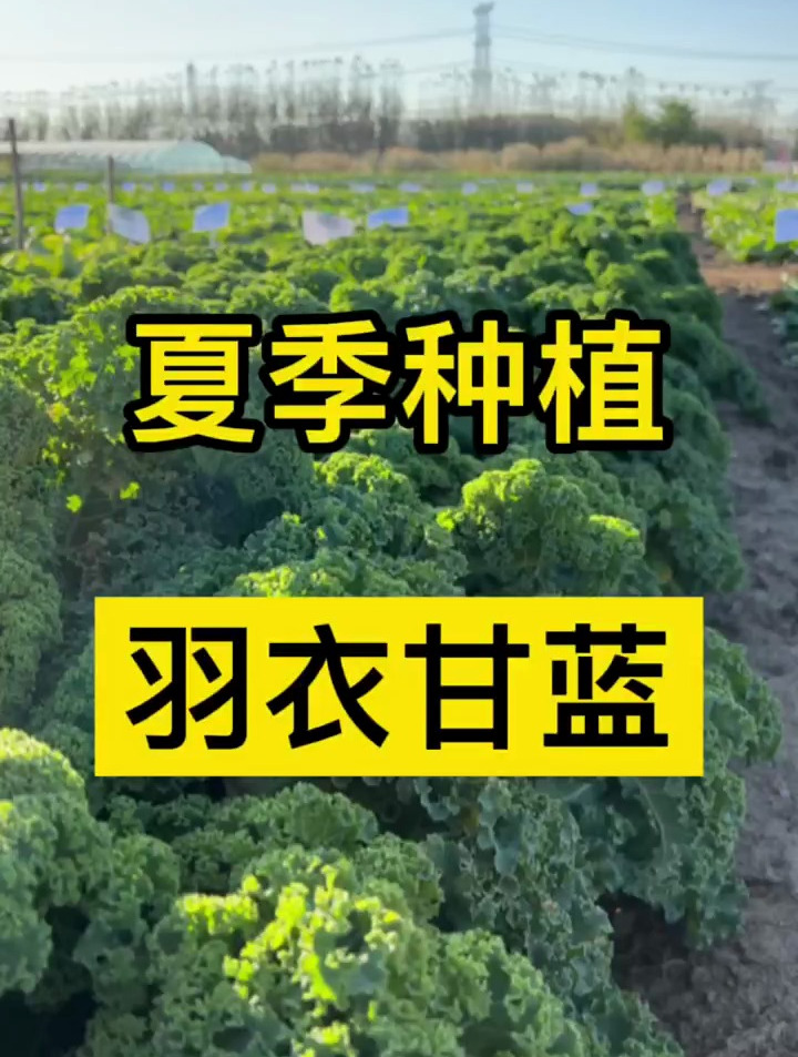 这是一款营养价值非常高,耐高温,适合一年四季种植的蔬菜