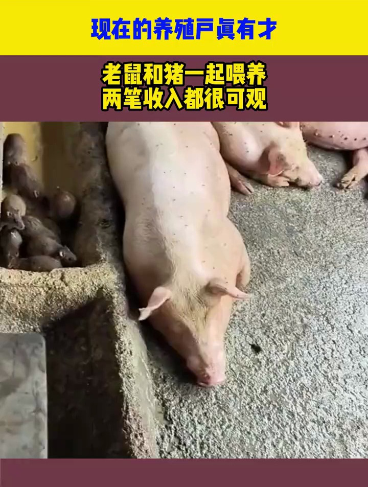 现在的养殖户真有才,老鼠和猪一起喂养,两笔收入都很可观!