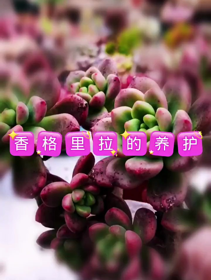 多肉植物养护小常识,香格里拉的养护技巧!