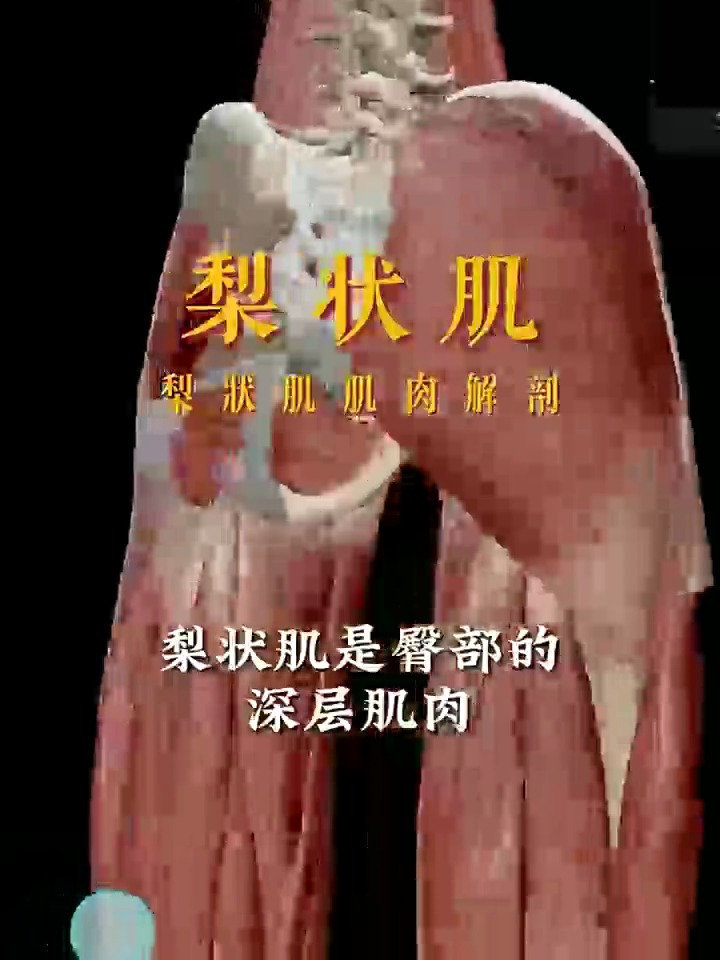 梨状肌是臀部的深层肌肉,它的主要作用是什么呢