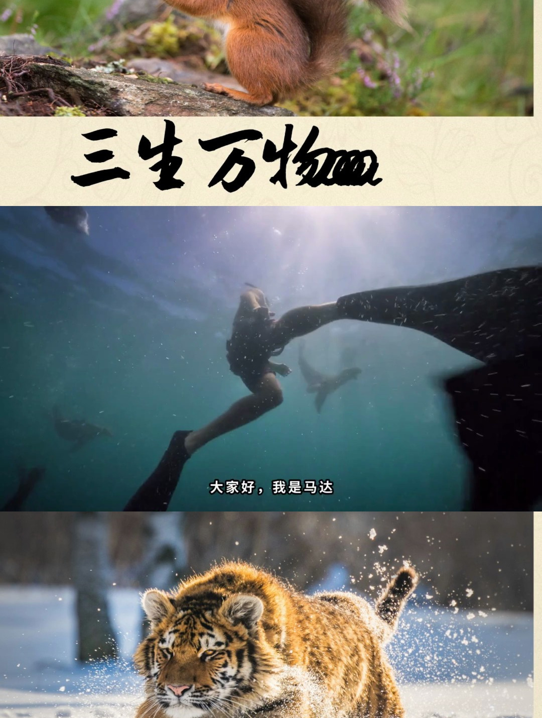 世界上最聪明的动物之一,章鱼,南非“风暴角”智战睡袍鲨