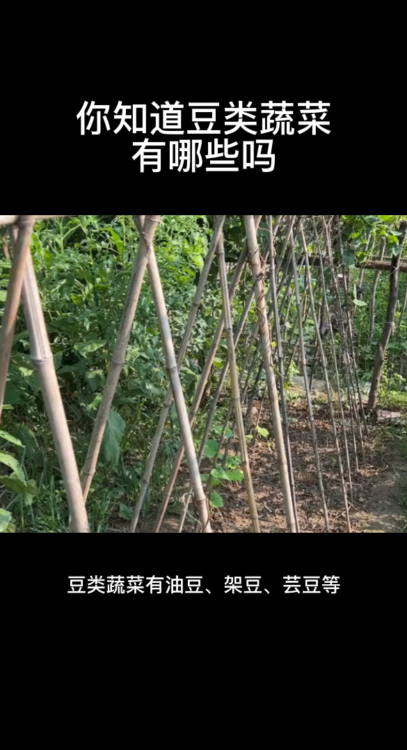 你知道豆类蔬菜有哪些吗