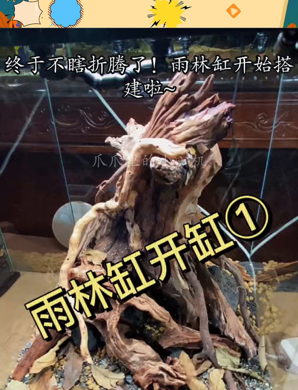终于不瞎折腾了!雨林缸开始搭建啦~