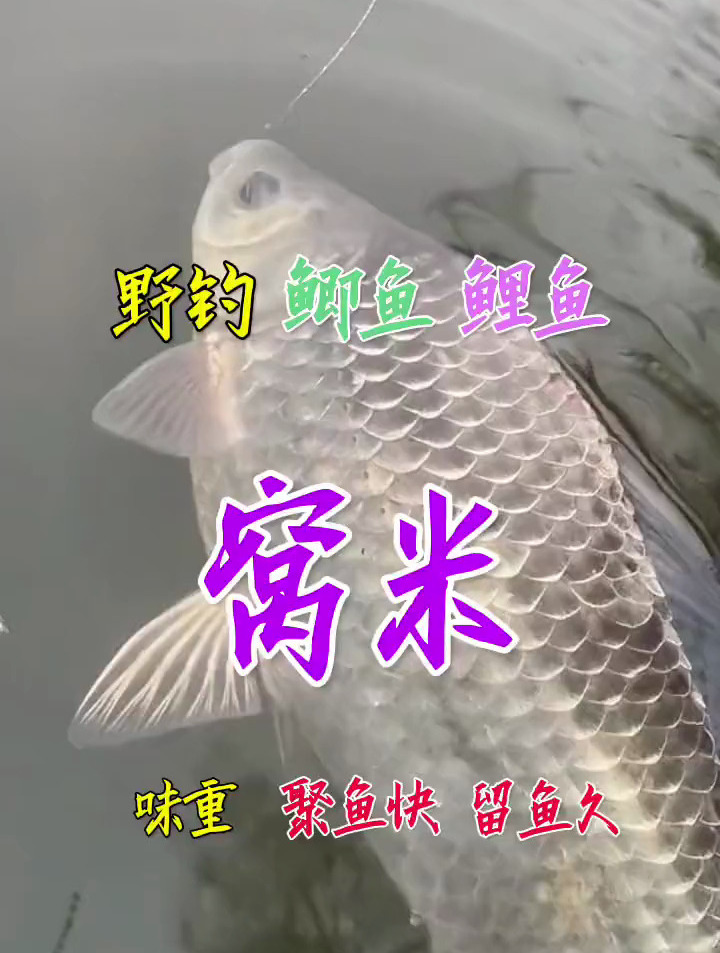 冬季野钓鲫鱼鲤鱼,就用窝料氨基酸开口米,可以直接打窝用