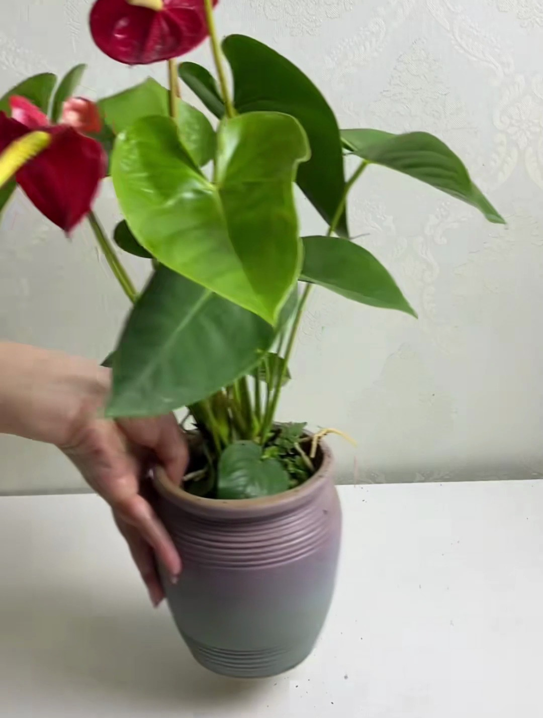 你知道红掌是什么嘛?