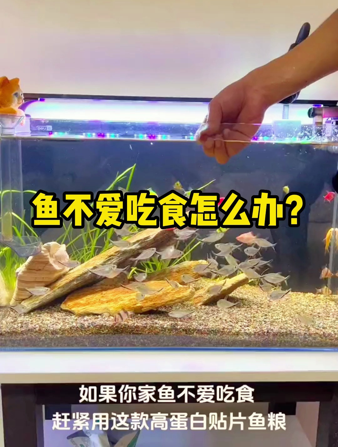 鱼不爱吃食怎么办?拥有这个小东西就能轻松解决!