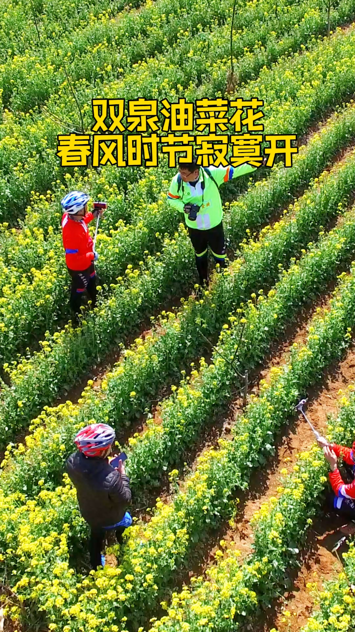 双泉油菜花,春风时节寂寞开