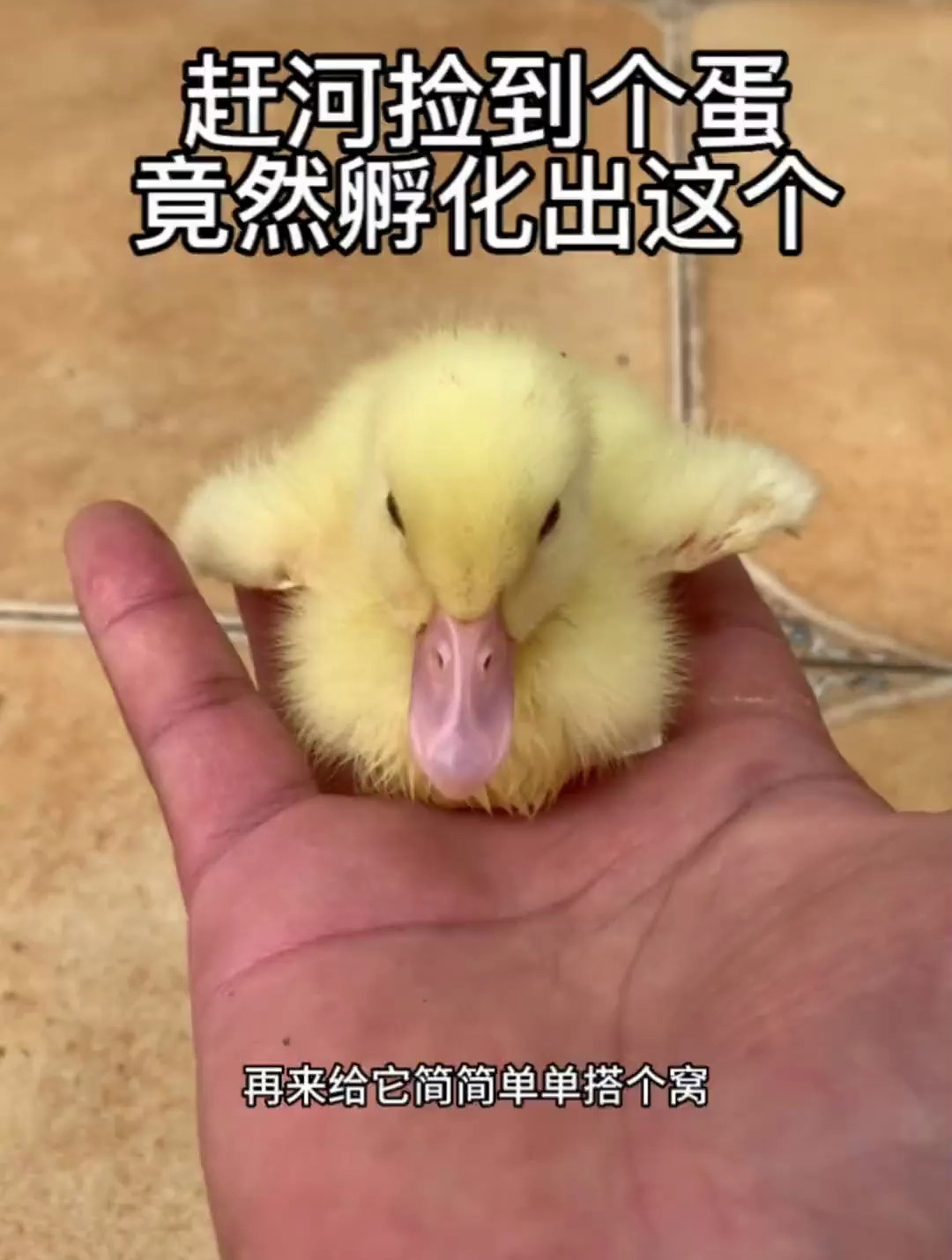 过几天带小鸭子去河里面捉鱼