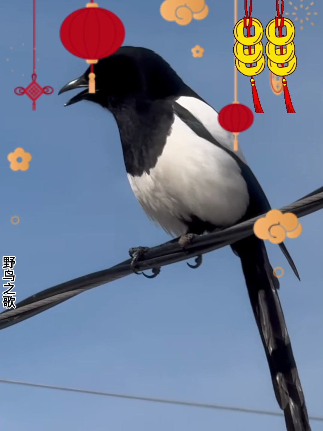 喜鹊的叫声,吉祥如意,喜鹊报喜