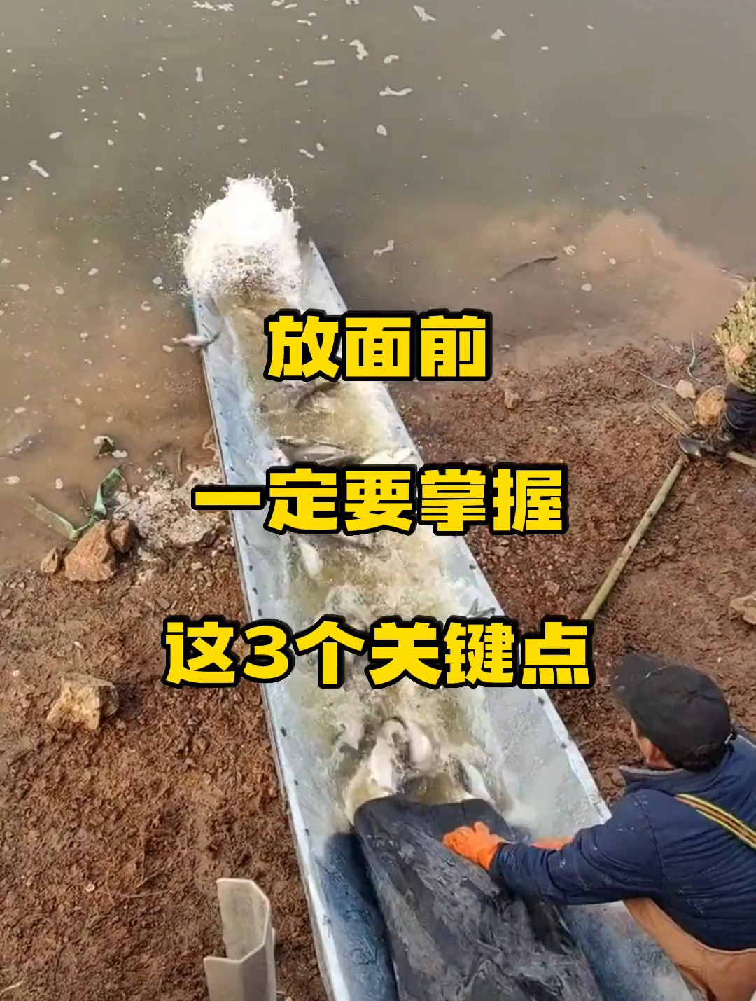 放苗前要注意这3点,分享水产养殖技术