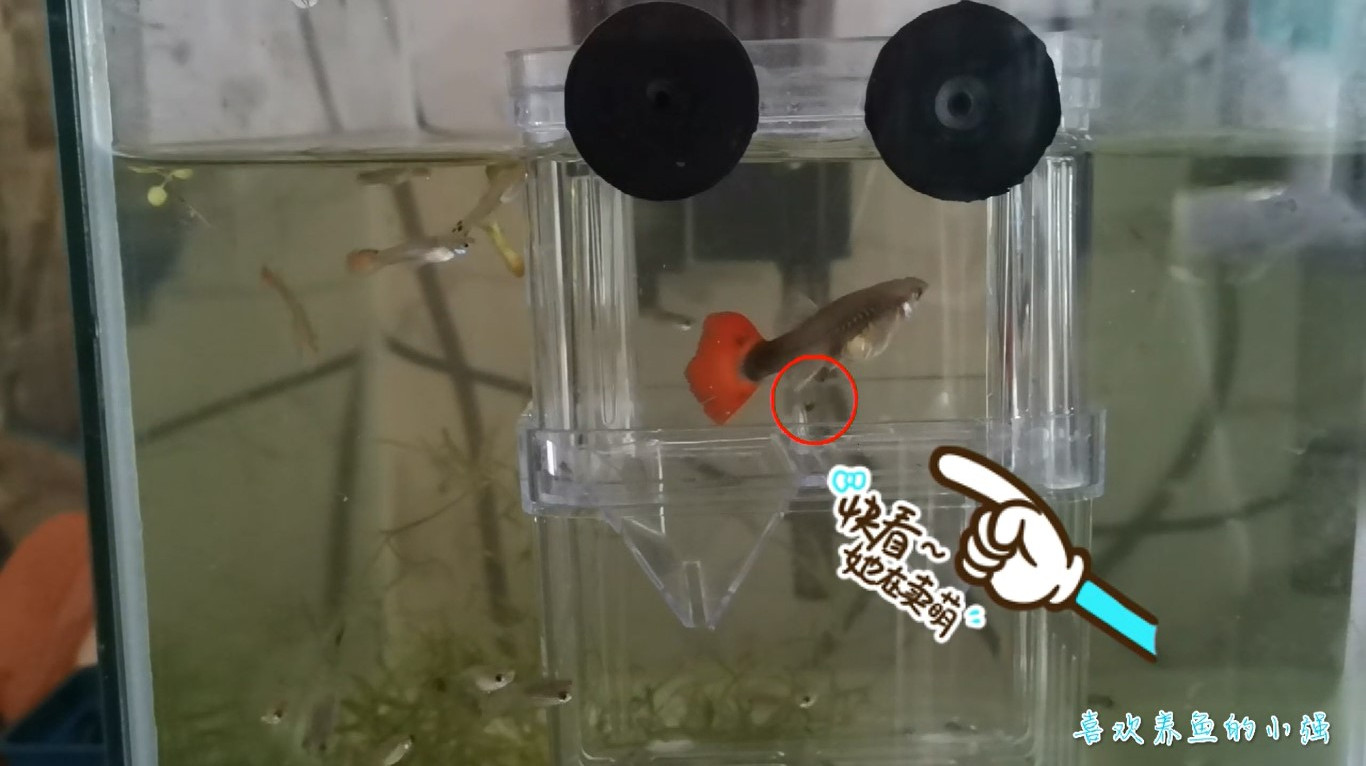 孔雀鱼又双叒叕下小鱼了,一上午拍了整个生小鱼的过程