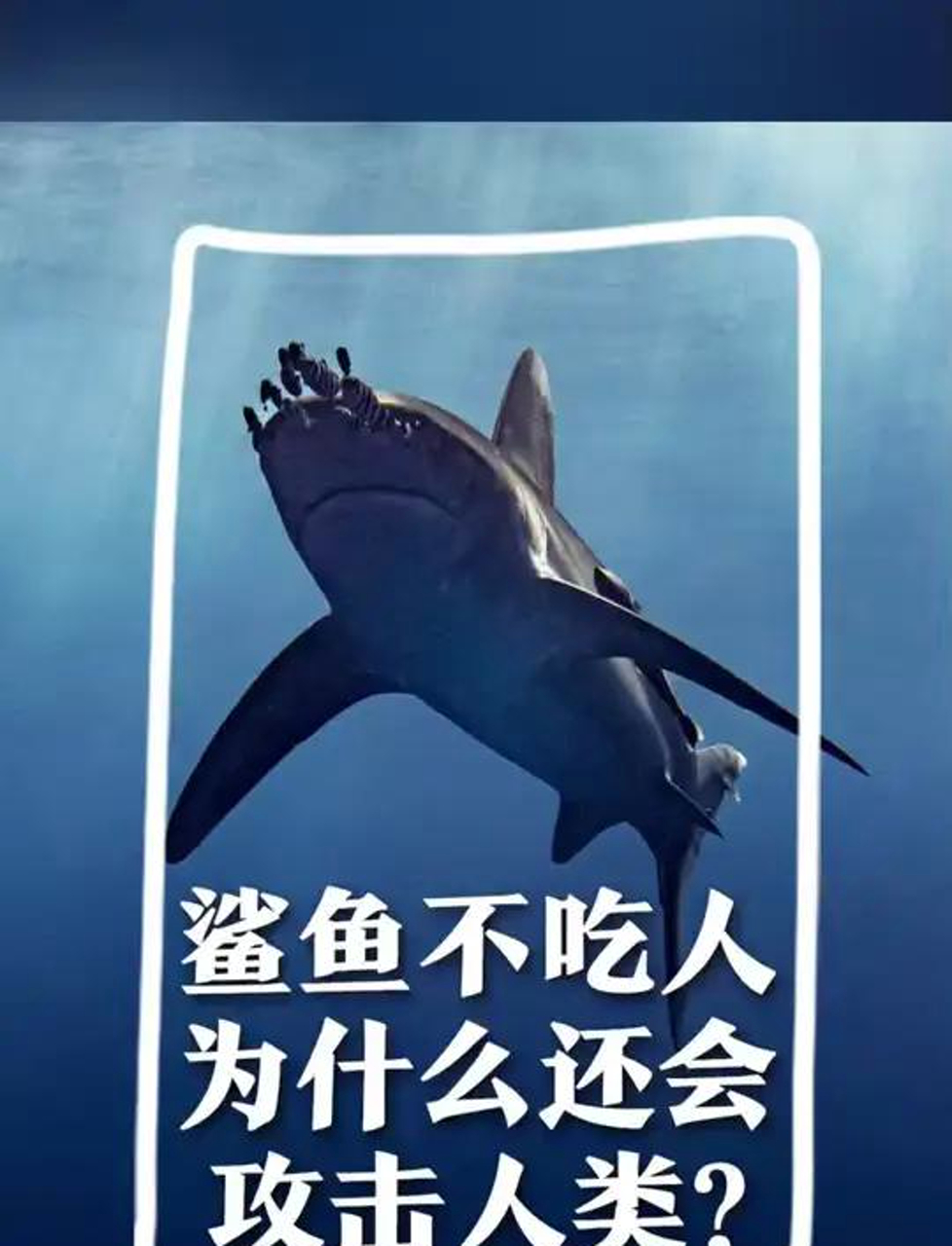 《加勒比海盗》里的佩里被鲨鱼咬了,这事儿得聊聊鲨鱼伤人的误区