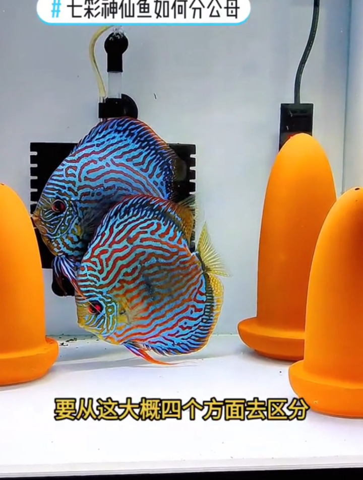 七彩神仙鱼如何分辨公母?分辨公母要大概从这四个方面去区分