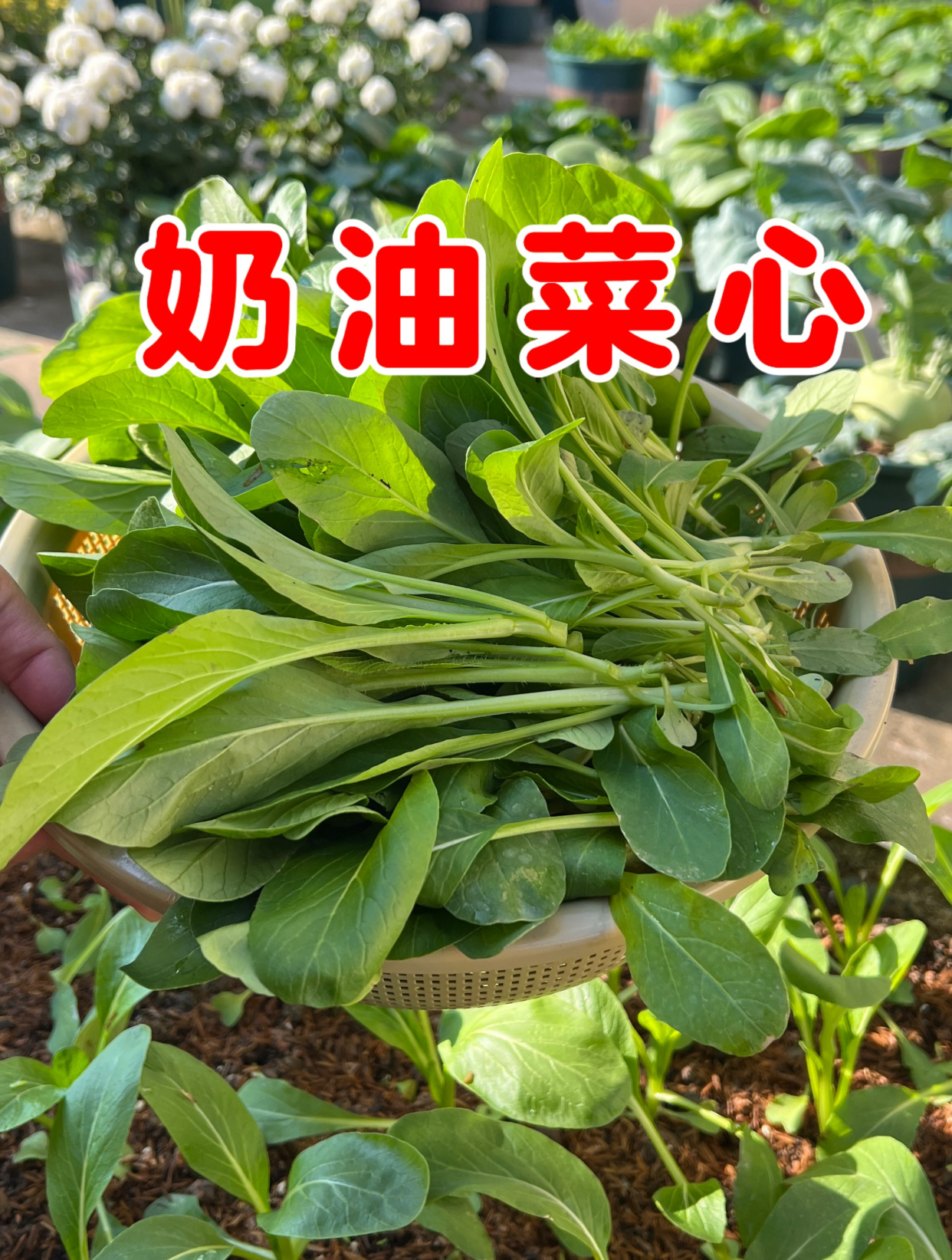 奶油菜心又长大了一圈,过些天就可以吃上自己种的菜心了