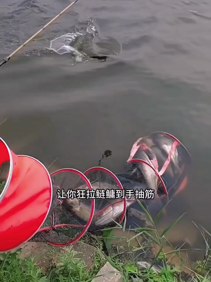 手竿这样钓鲢鳙让你狂拉鲢鳙到手抽筋,鱼货轻松提高三五倍很好用