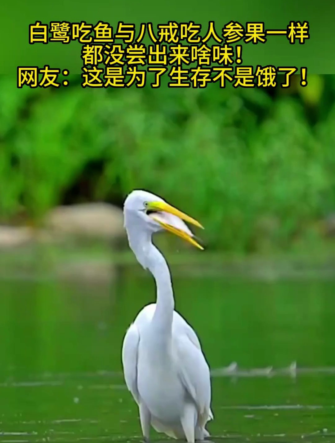 白鹭吃鱼与八戒吃人参果一样,网友这都是为了生存