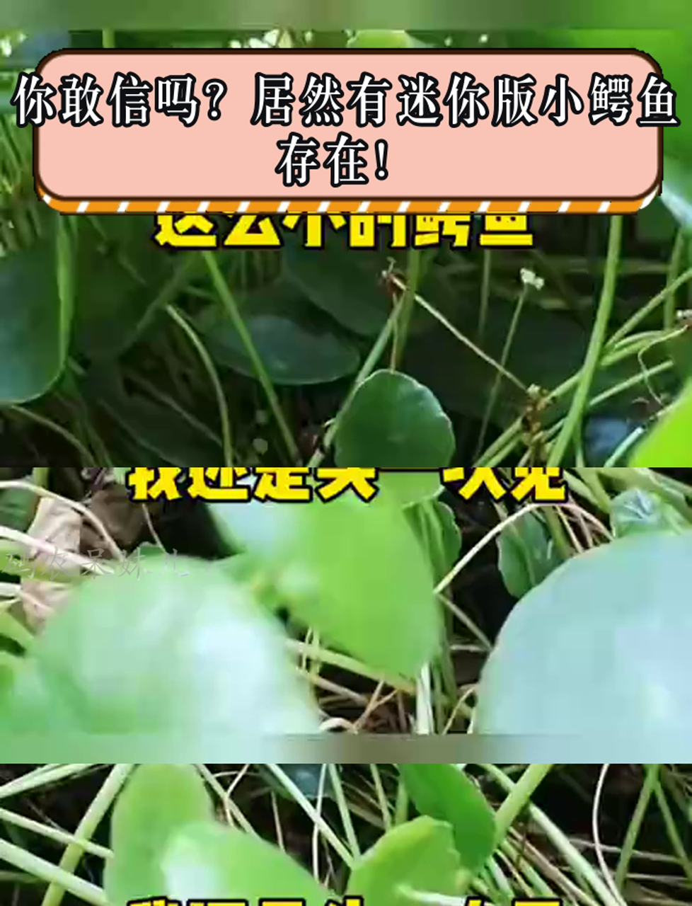 你敢信吗?居然有迷你版小鳄鱼存在!
