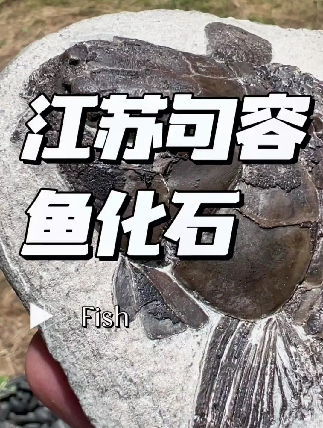 江苏句容 裂齿鱼化石 化石 鱼化石