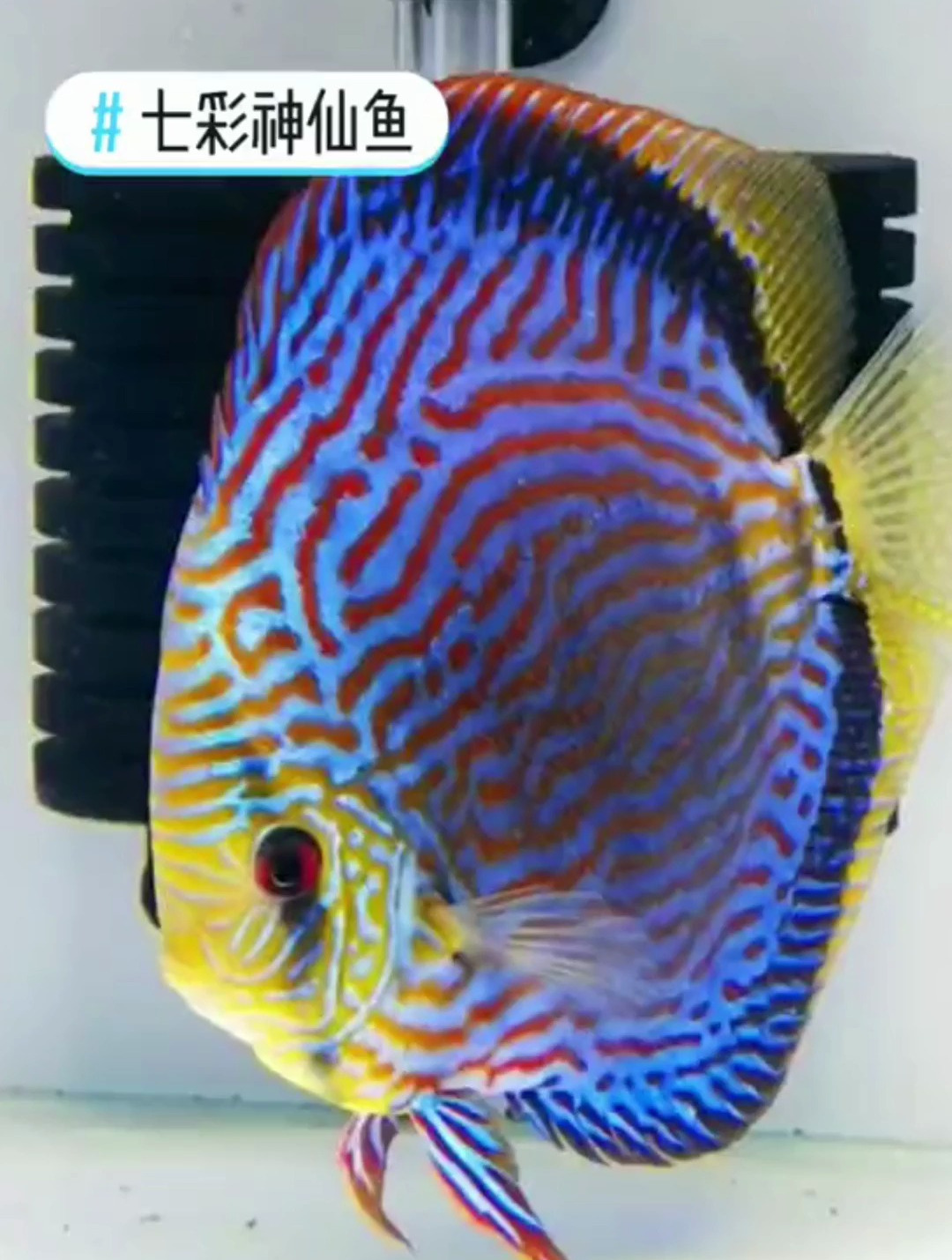 七彩神仙鱼如何饲养？对于新手该如何入“坑”。七彩热带鱼之王