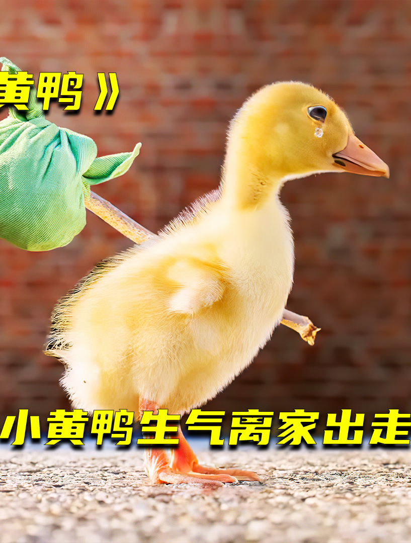小黄鸭生气离家出走