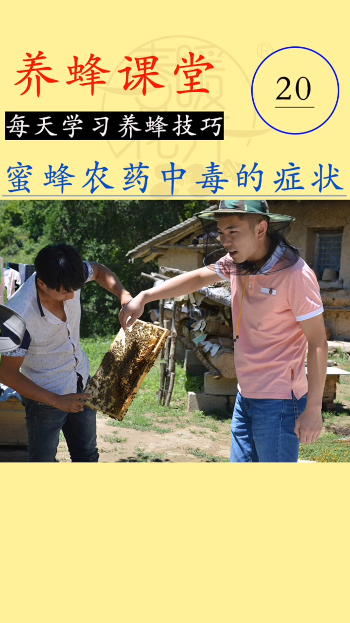 如何判断蜜蜂中毒?蜜蜂中毒有哪些症状?蜜蜂中毒如何处理?