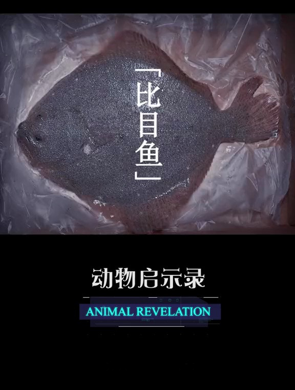 比目鱼 偏见是无知的产物