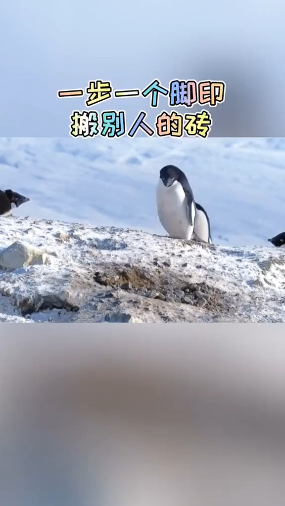 没想到你是这样的企鹅 搞笑配音