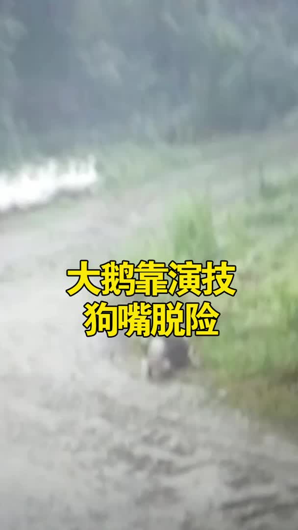 江苏常州一只 大鹅靠演技狗嘴脱险,网友:鹅界奥斯卡