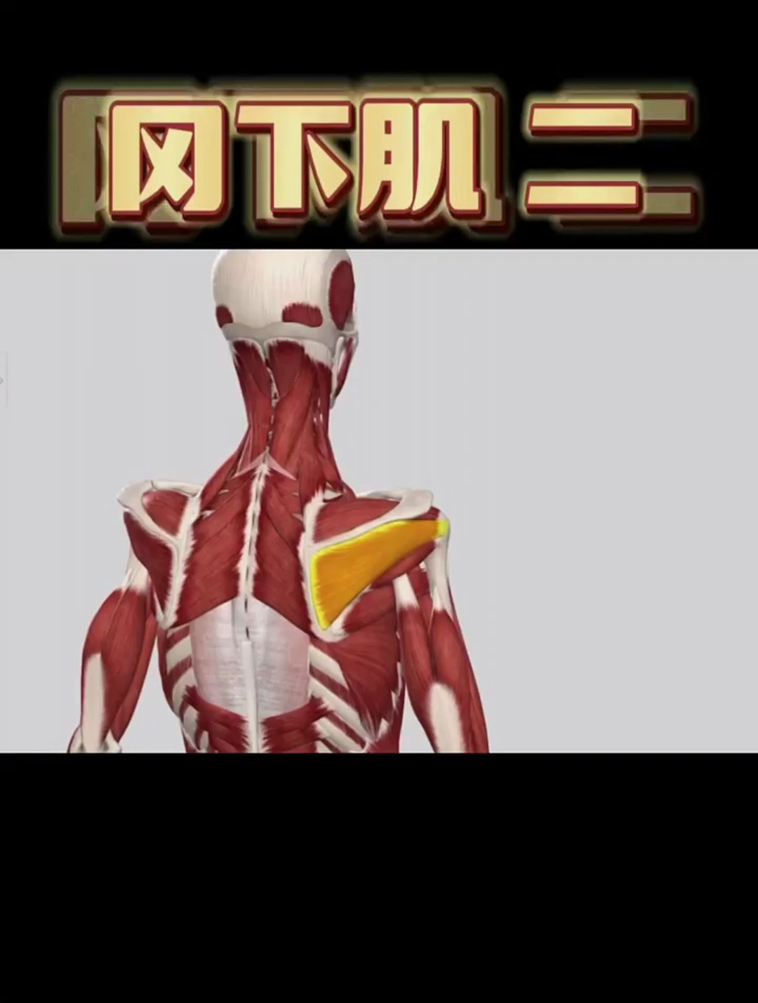 冈下肌——一块可能让你抬手费力的肌肉