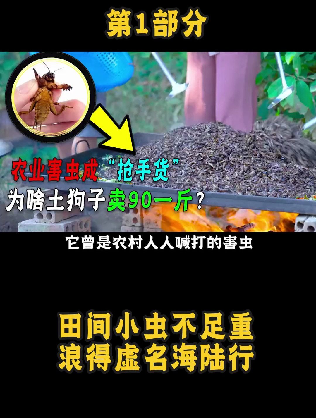 农村常见的蝼蛄 现在90一斤供不应求还少见