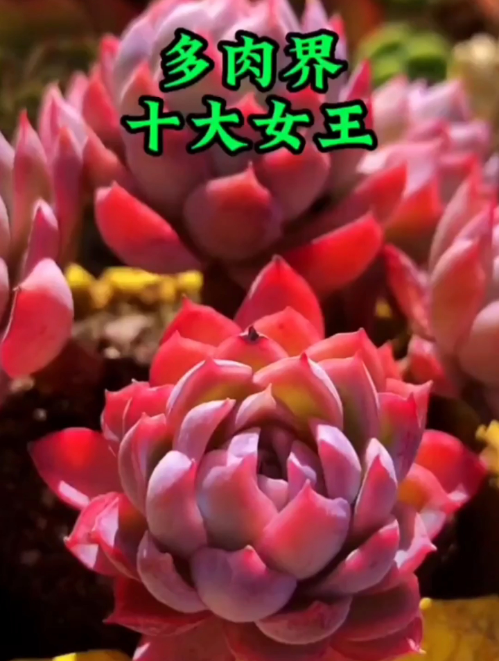 你知道多肉界的十大女王吗?都是高颜值的肉肉,然怪被称为女王